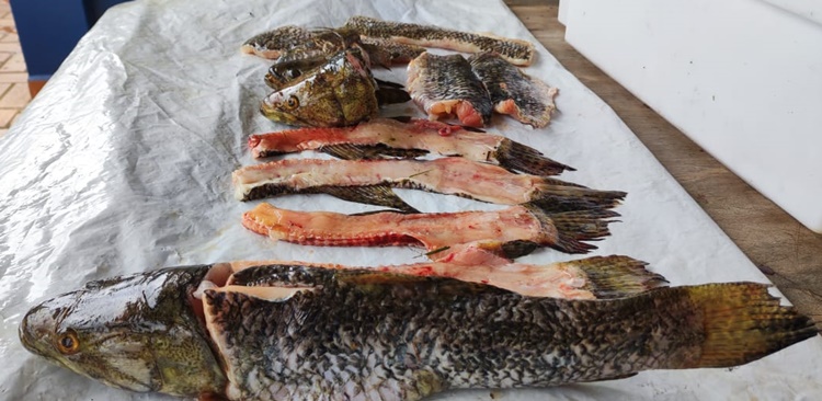 PMA autua 11 pessoas, aplica R$ 63,3 mil em multas e autua três por pesca predatória na primeira operação Carnaval depois da pandemia