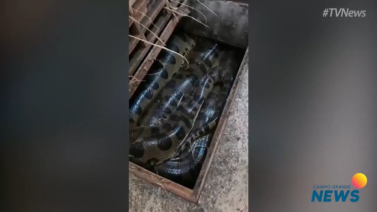 Sucuri gigante é encontrada dentro de bueiro em Bonito