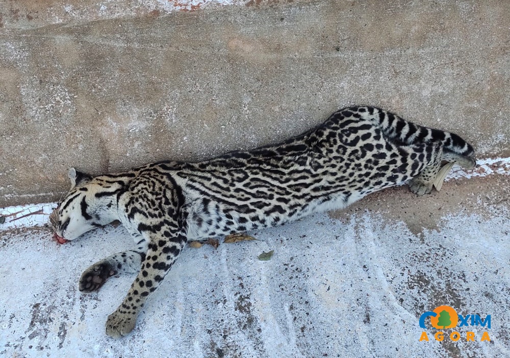 Condutores devem redobrar a atenção para evitar acidentes com animais na BR-359