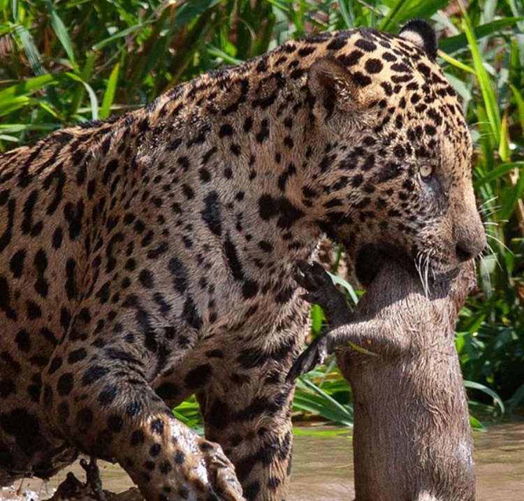 Registro impressiona ao mostrar ‘força brutal’ de onça-pintada ao capturar presa pequena no Pantanal