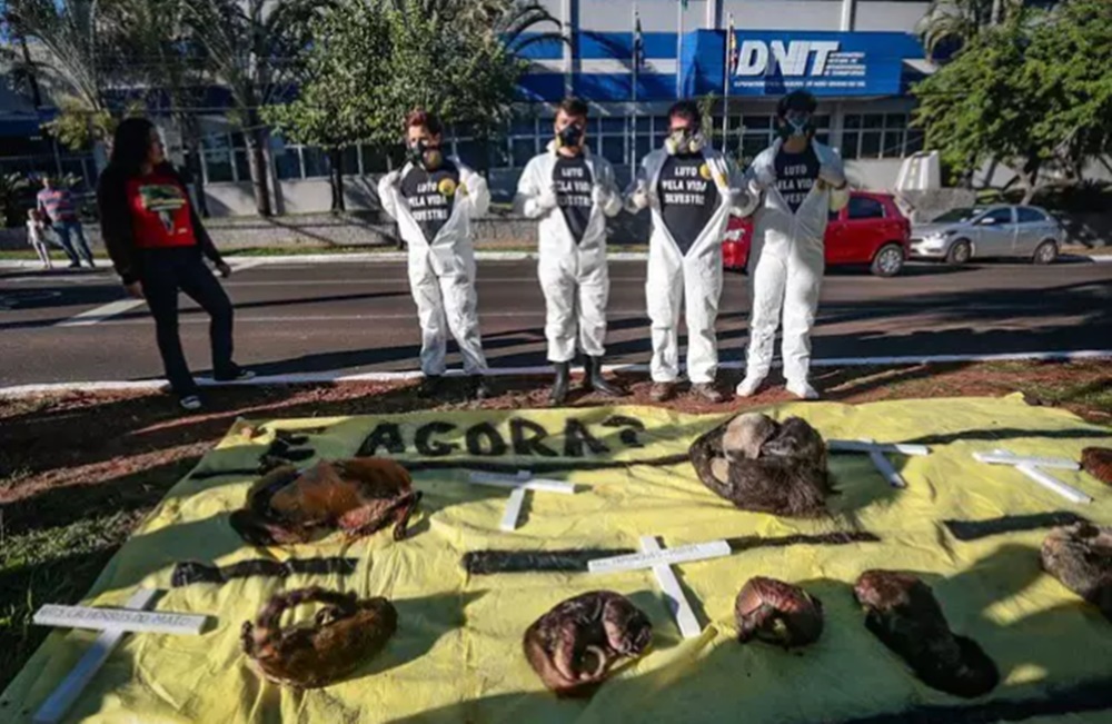 Animais mortos são estendidos em frente ao Dnit cobrando ação esperada há 1 ano