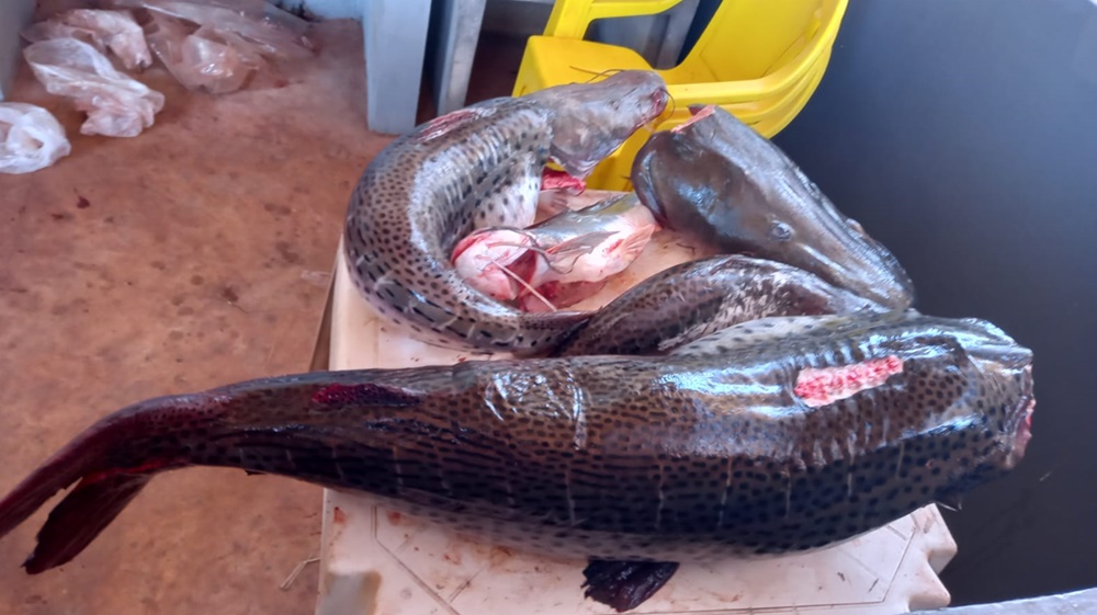 PMA orienta sobre o que fazer ao se deparar com um animal silvestre