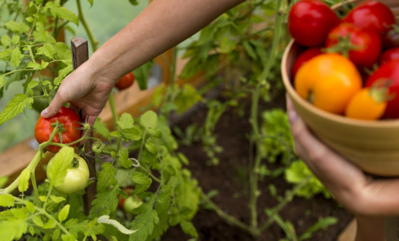 Prefeitura de Pedro Gomes cria programa “seu alimento, seu medicamento” com apoio do Sebrae