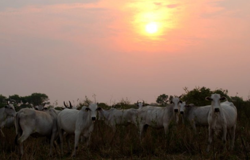 Produtores têm dois dias para realizar Declaração Semestral de Rebanhos em MS