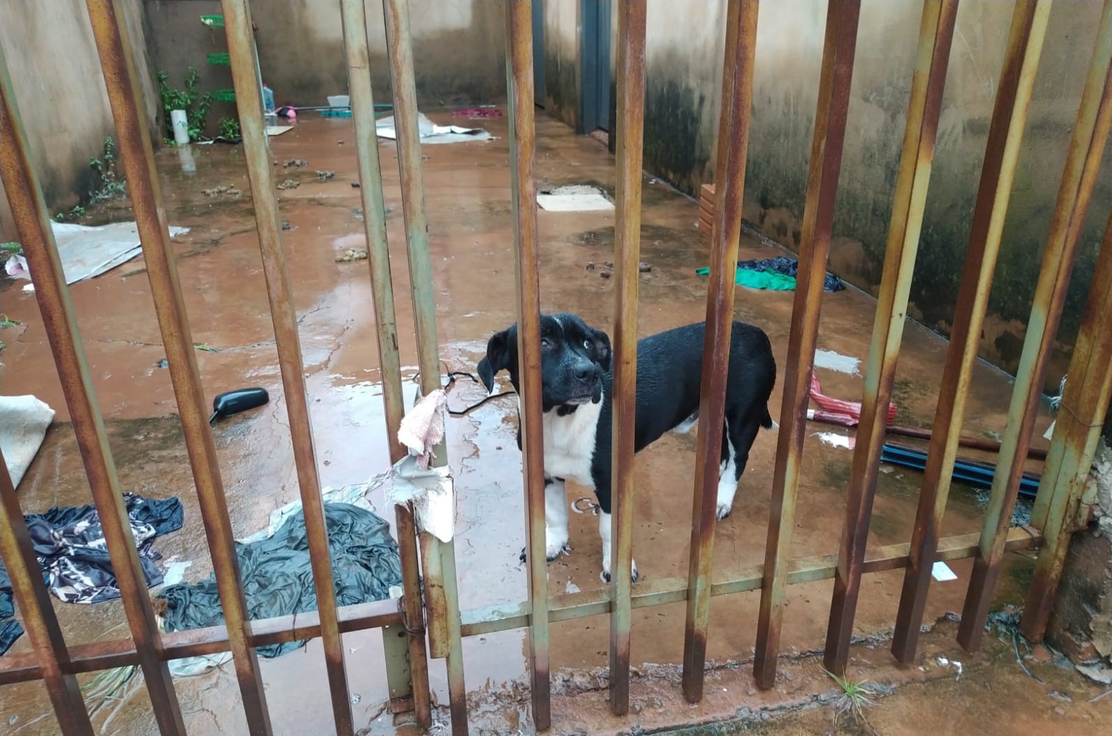 PMA de Campo Grande resgata cão vítima de maus-tratos