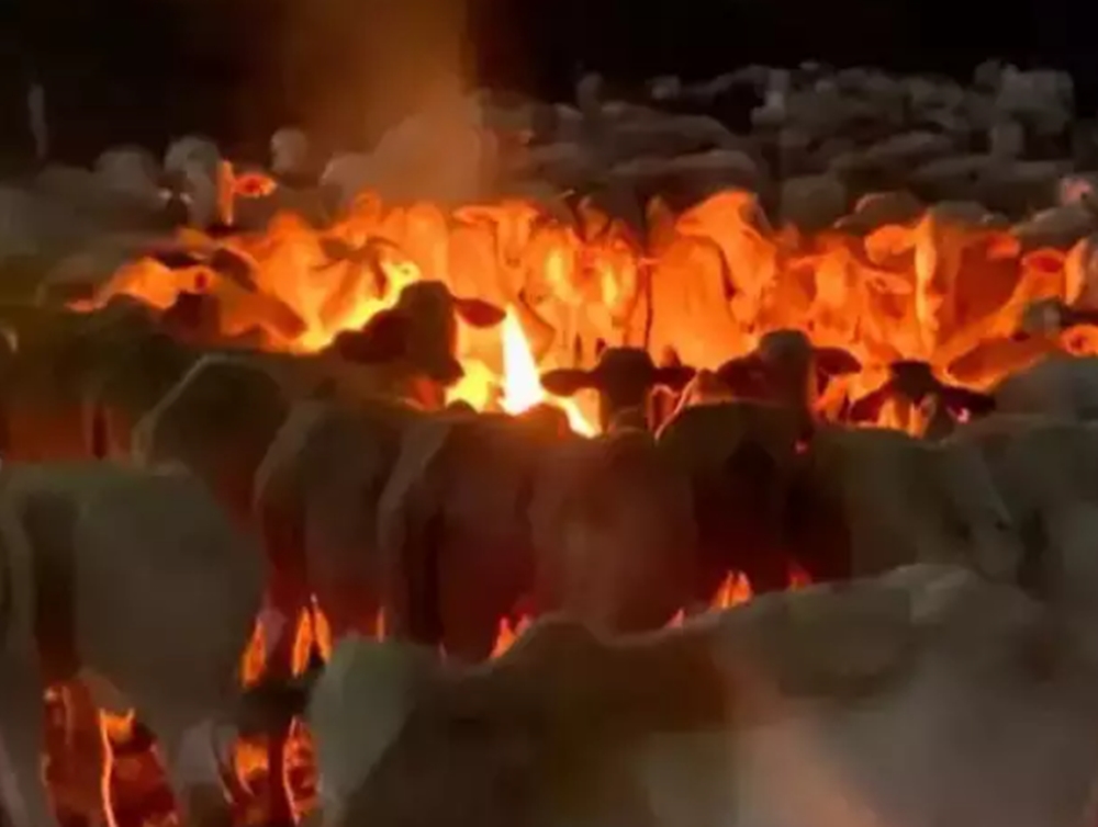 Com medo de perder rebanho para o frio, pecuaristas fazem fogueira para o gado
