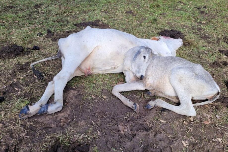Iagro estima em dois mil o número de bovinos mortos pelo frio