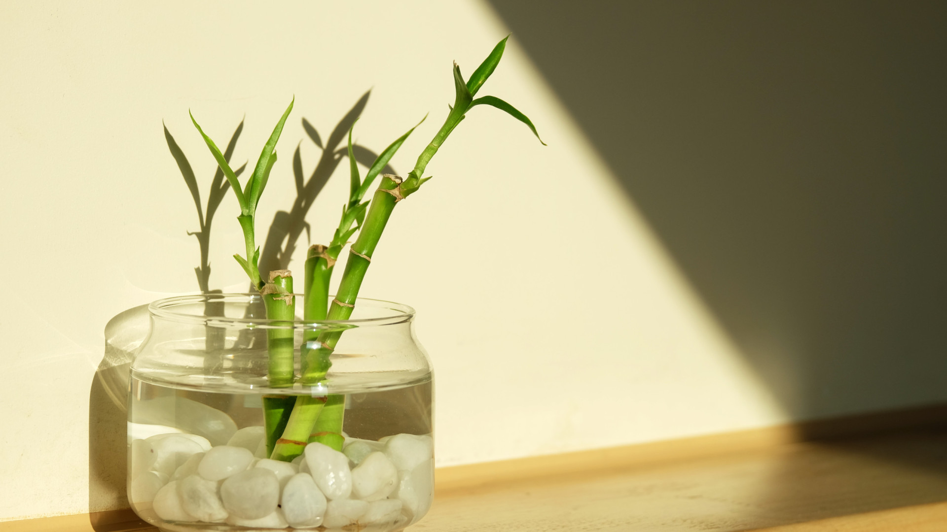 Nada de vasos com terra! Estas 11 plantas podem crescer na água