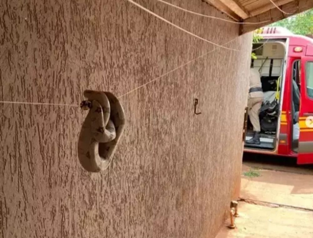Jiboia é encontrada no varal de residência em cidade de MS