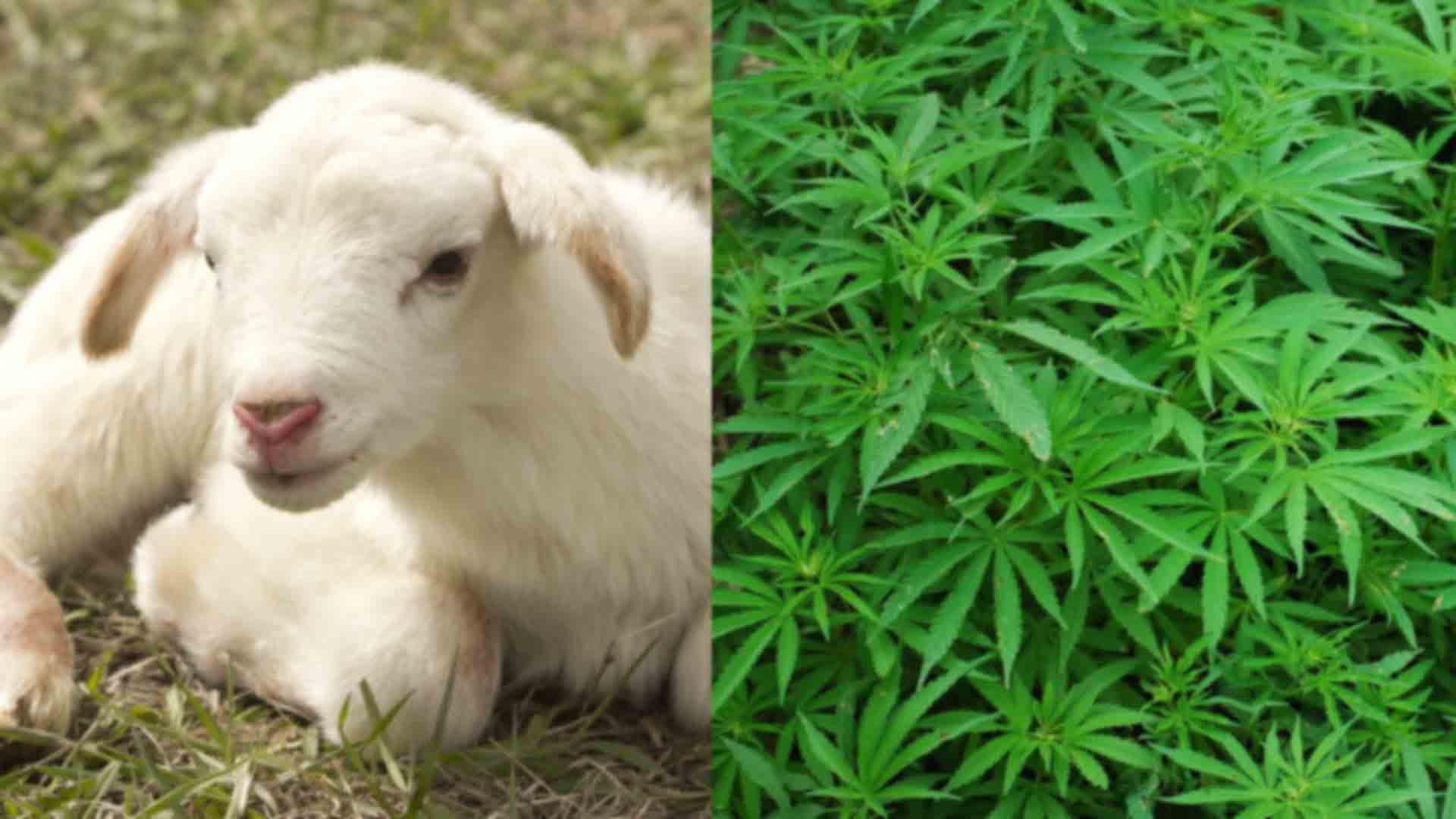 Ovelhas invadem estufa e comem plantação de maconha na Grécia: ‘produziram um leite muito bom’