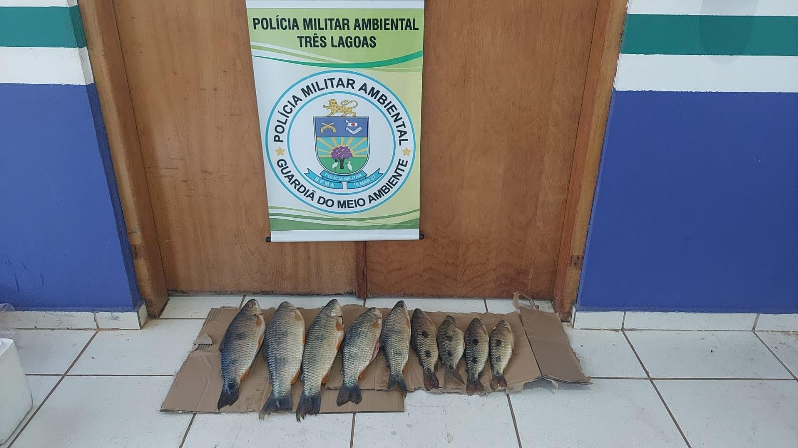 PMA finaliza Operação Independência com a apreensão de 38,35kg de maconha e 64 kg de pescado 
