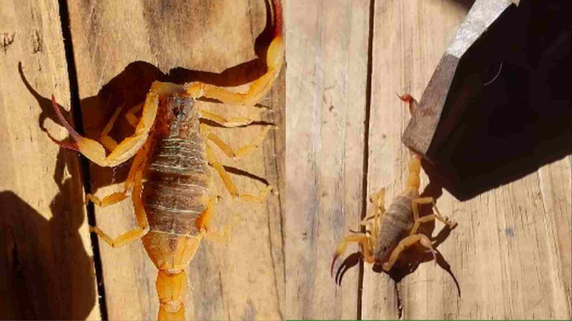 Menina de 3 anos é picada por escorpião em Ribas do Rio Pardo um mês após morte de outra criança