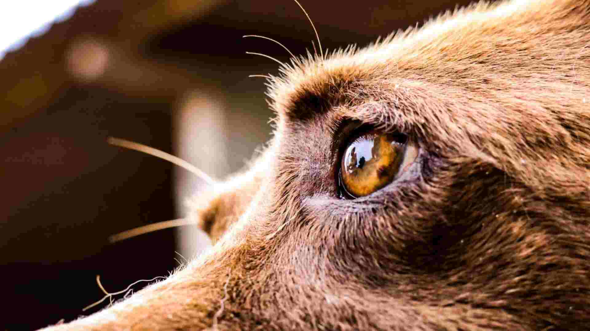 Condenados por maus-tratos a animais podem ser impedidos de ingressar em cargos públicos em MS