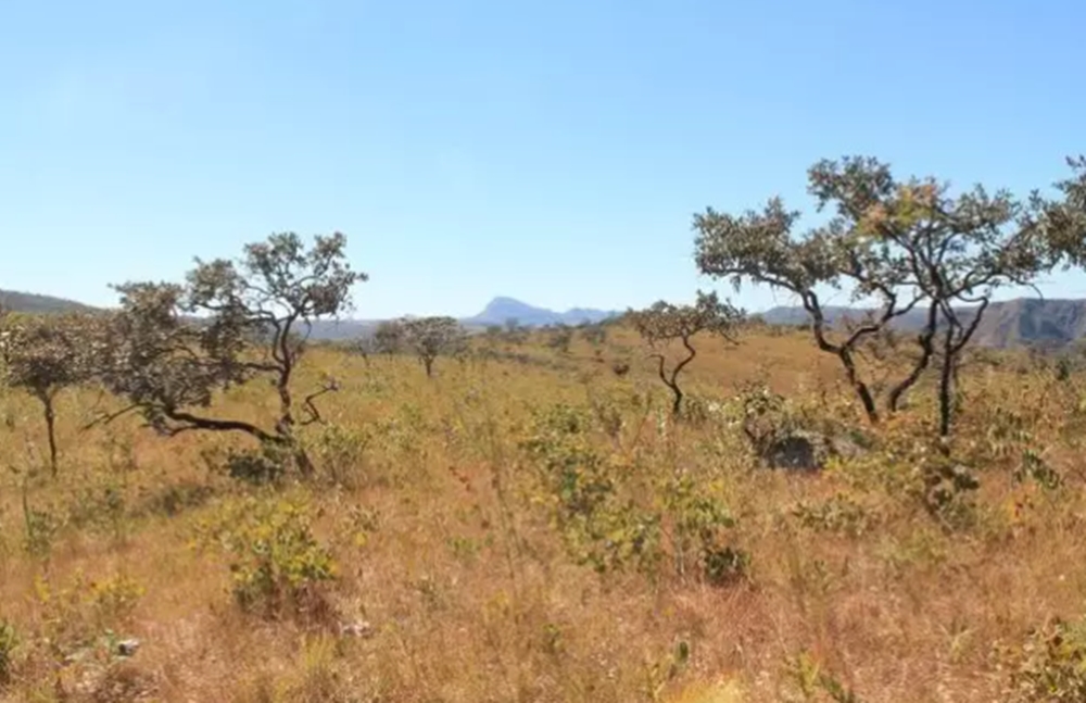 Em 37 anos, Cerrado registra maior índice de perda de florestas naturais