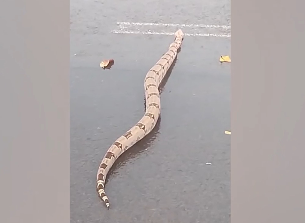 De parar o trânsito: jiboia é “escoltada” enquanto atravessa rodovia de MS