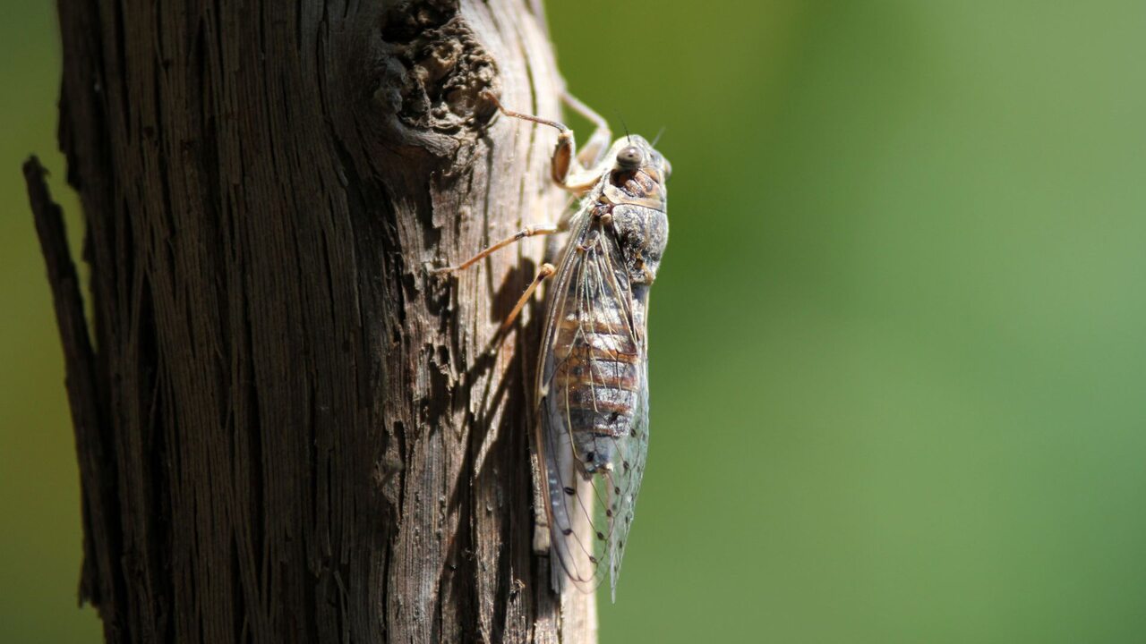 Com canto comparado a turbina de avião, cigarras anunciam chegada precoce em MS