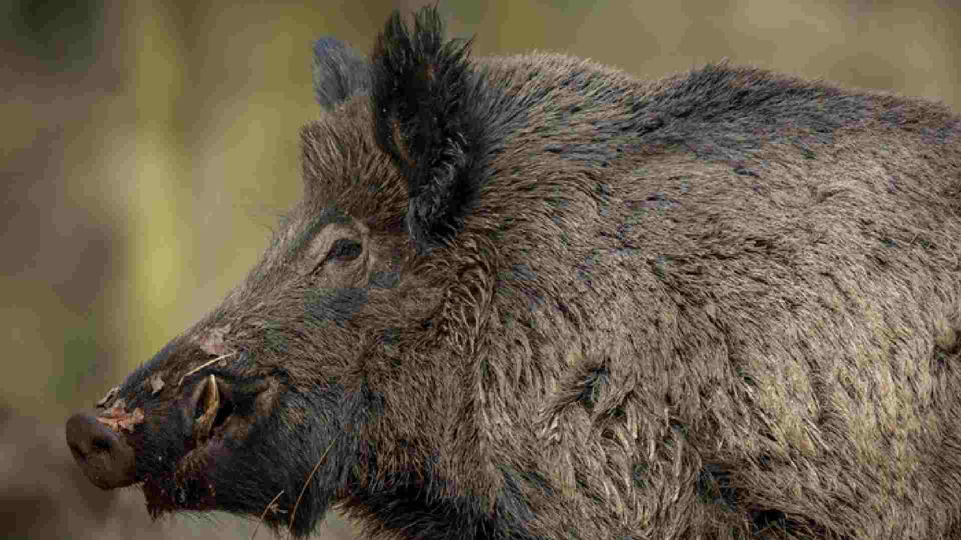 Ibama analisa novos pedidos de autorização para caça de javalis