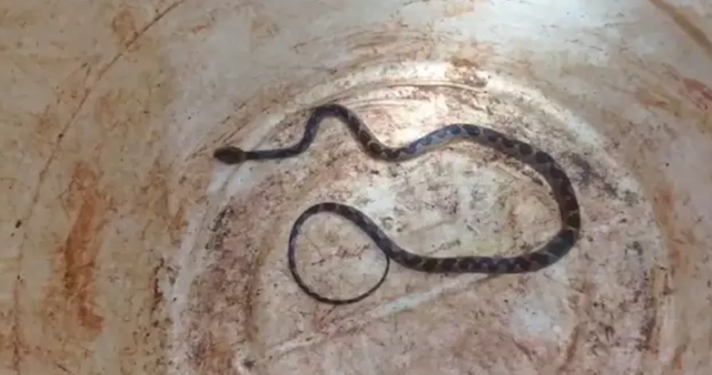 Rumo a Dourados, família descobre serpente no porta-malas