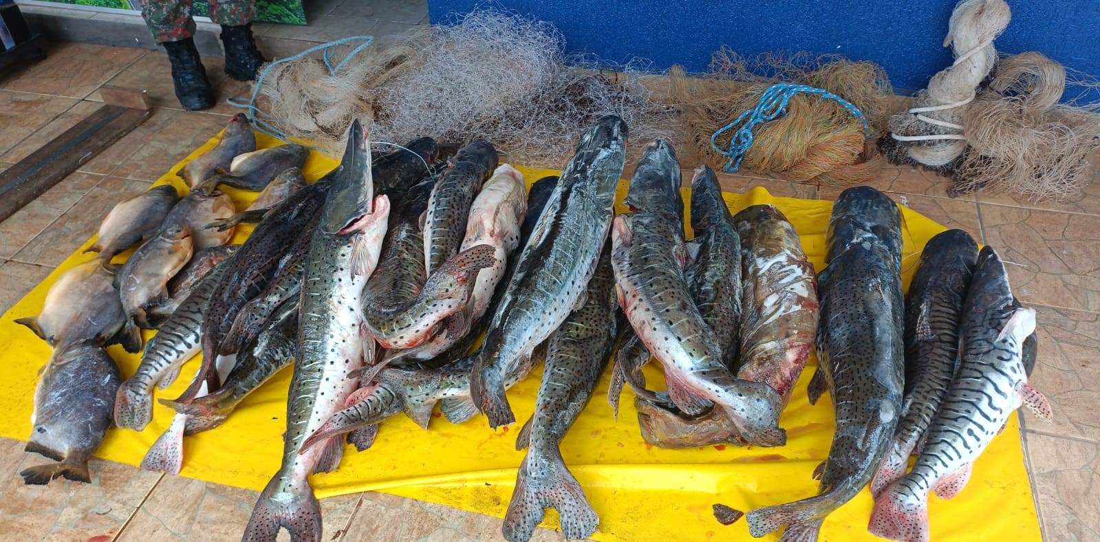 PMA de Aquidauana prende homem por conservar 191 kg de pescados provenientes da pesca proibida