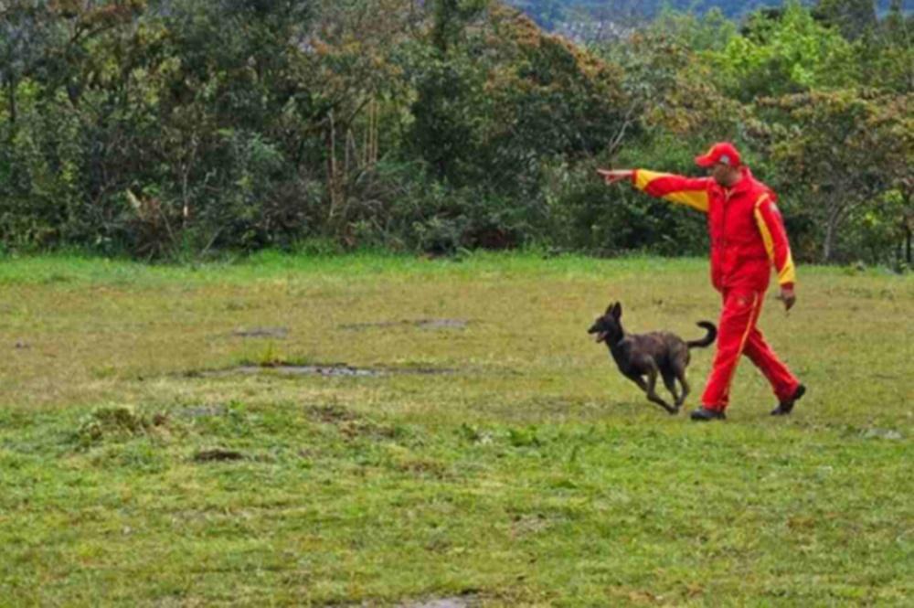 Bombeiros levam cadela Laika para ajudar nas buscas por indígena desaparecido no Pantanal