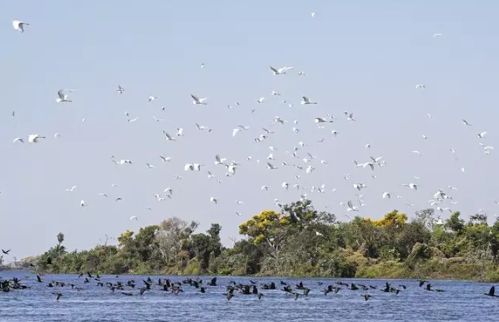 Lei do Pantanal passará a valer no dia 18 de fevereiro já com regulamentação