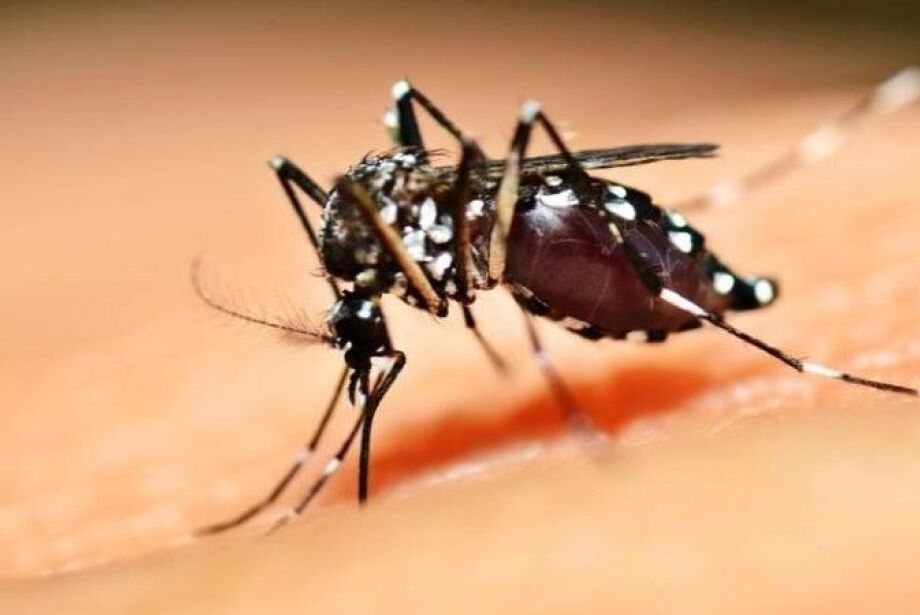 Quais são as sequelas da dengue e quanto tempo duram Entenda Coxim Agora O melhor da