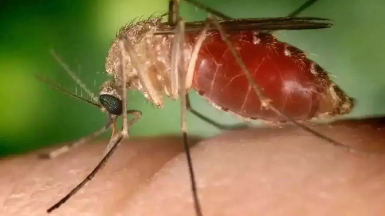 Após 1º caso da história, MS investiga nova suspeita de Febre Oropouche