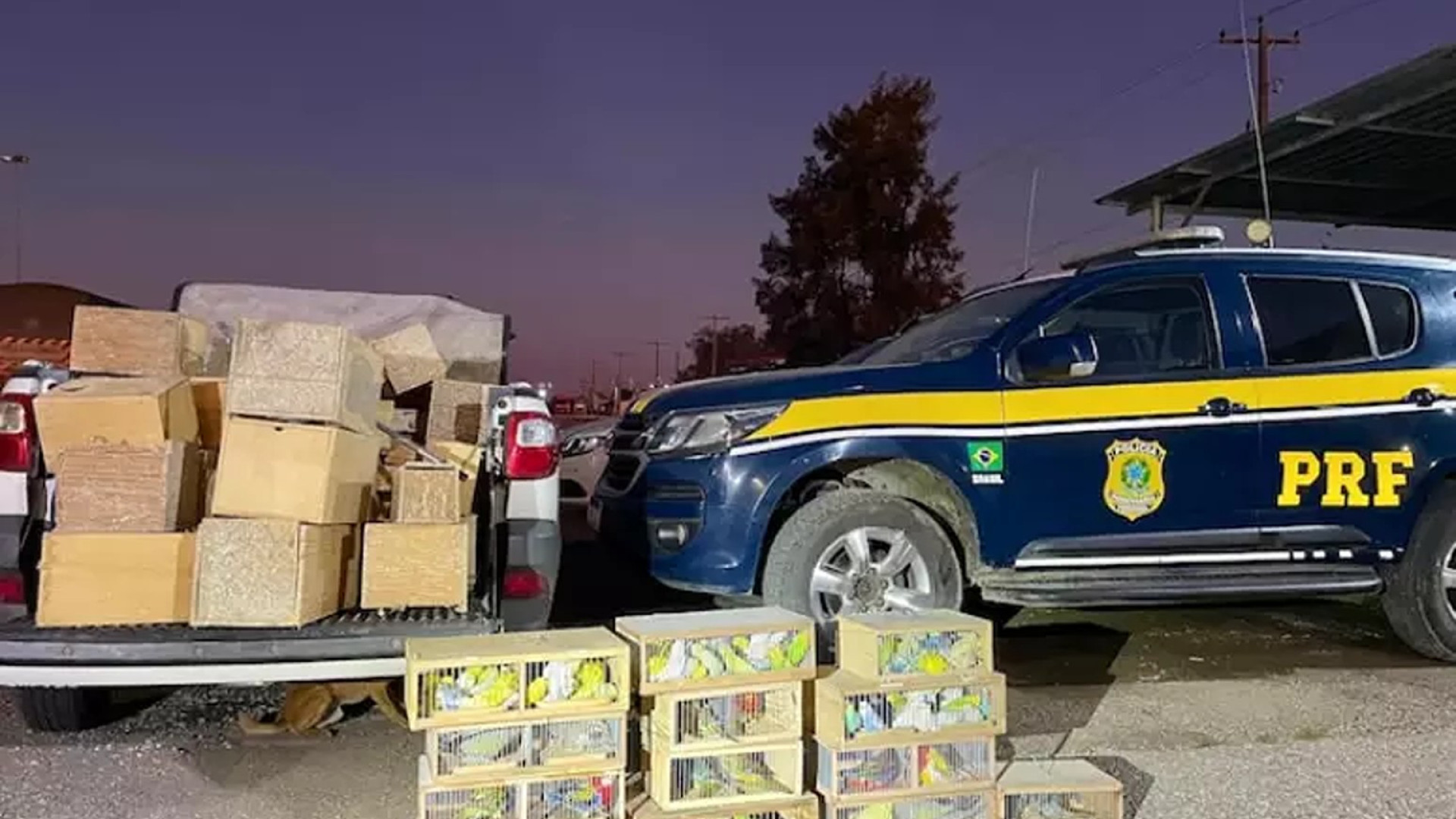 PRF resgata mais de cem pássaros exóticos em condições precárias no RS