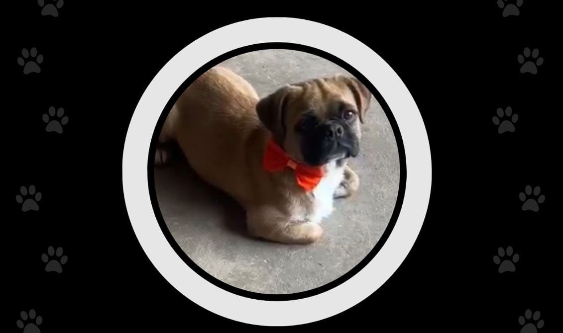 ENCONTRADO: Moradora procura cachorro desaparecido no bairro Flávio Garcia