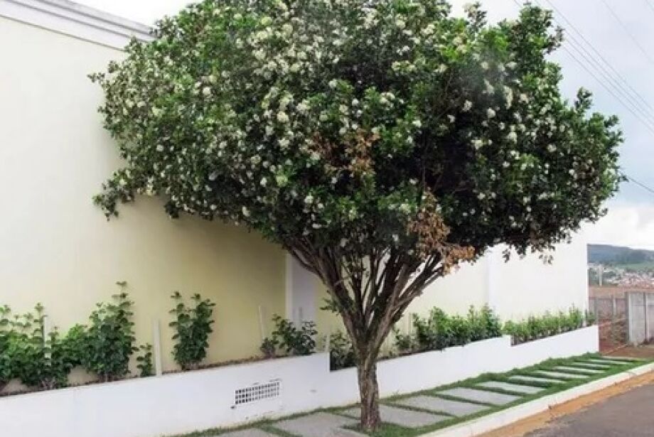 Com proibição em MS, conheça opções para substituir murta