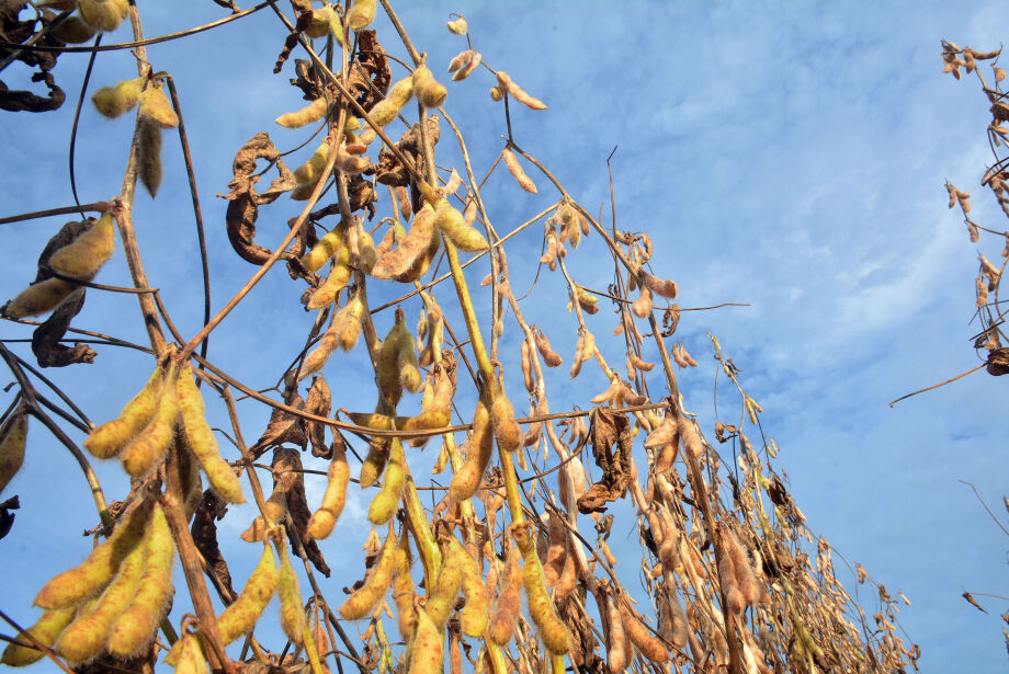 Rally da Safra derruba produtividade da soja em MS para 49,5 sacas por hectare