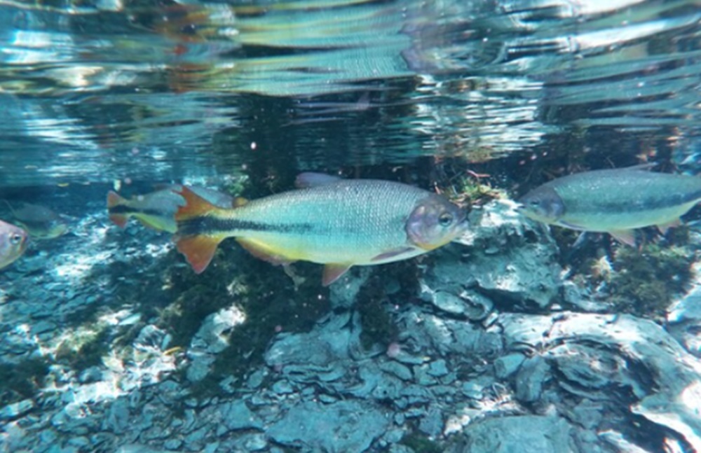 Cabeceiras concentram biodiversidade de peixes e sofrem impactos, diz estudo