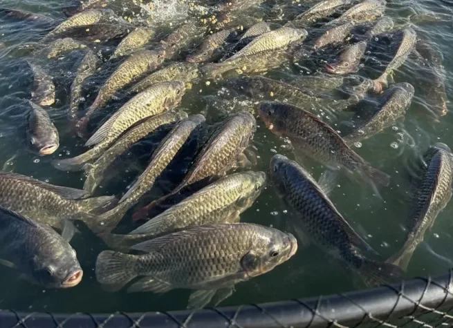 Páscoa deve impulsionar consumo de peixes em até 30% no Brasil