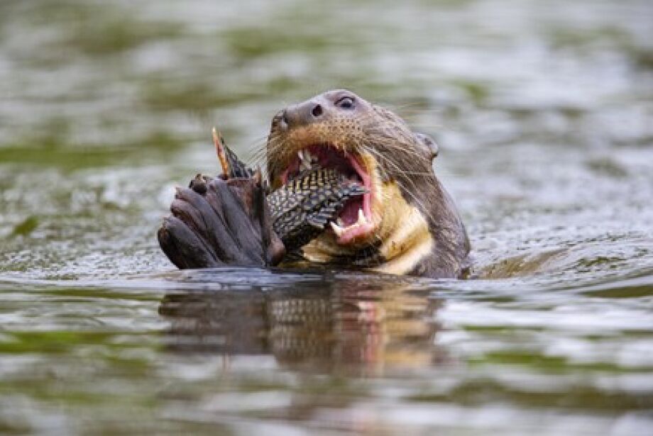 COP15: Ariranha entra na lista de espécies ameaçadas de extinção