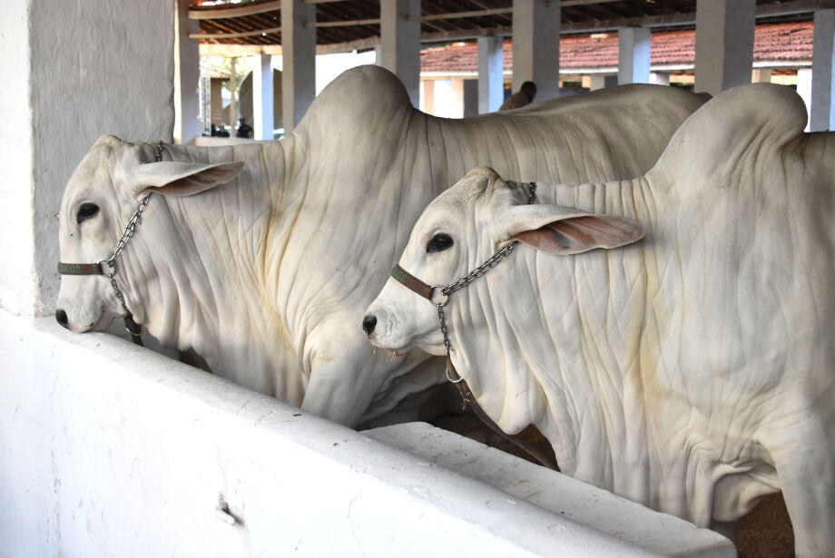 Expogrande 2026 é a maior da história de MS e movimenta R$ 854,5 milhões