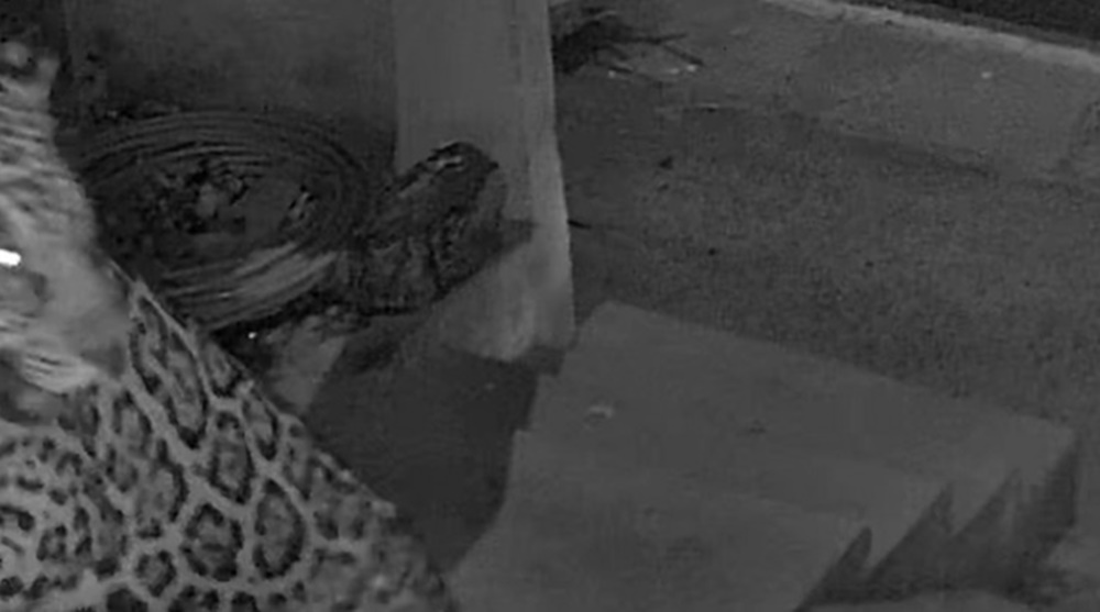 Medo e tensão: onça-pintada retorna, ronda residência e tenta acessar varanda