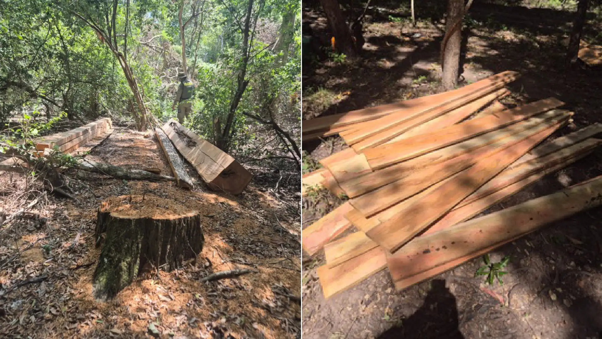 Madeira ilegal é apreendida em terra indígena no Pantanal