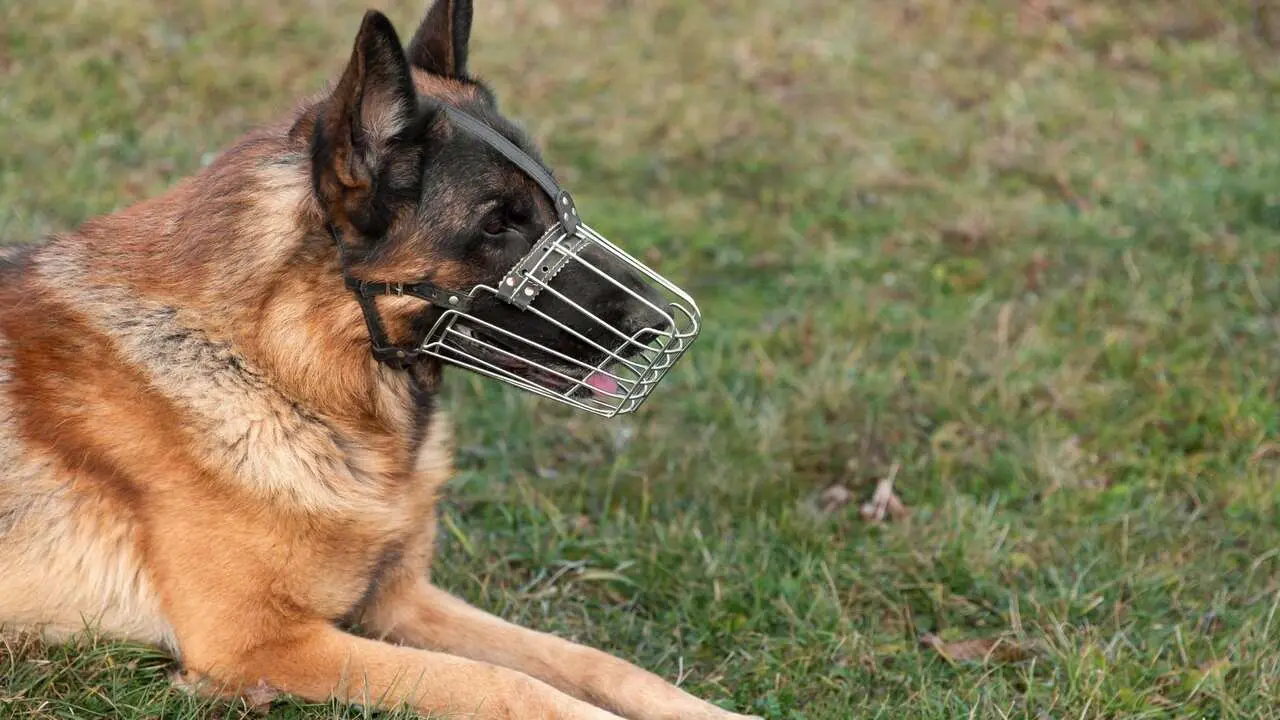 Corumbá publica lei que obriga uso de focinheira e coleira para cães de raças perigosas