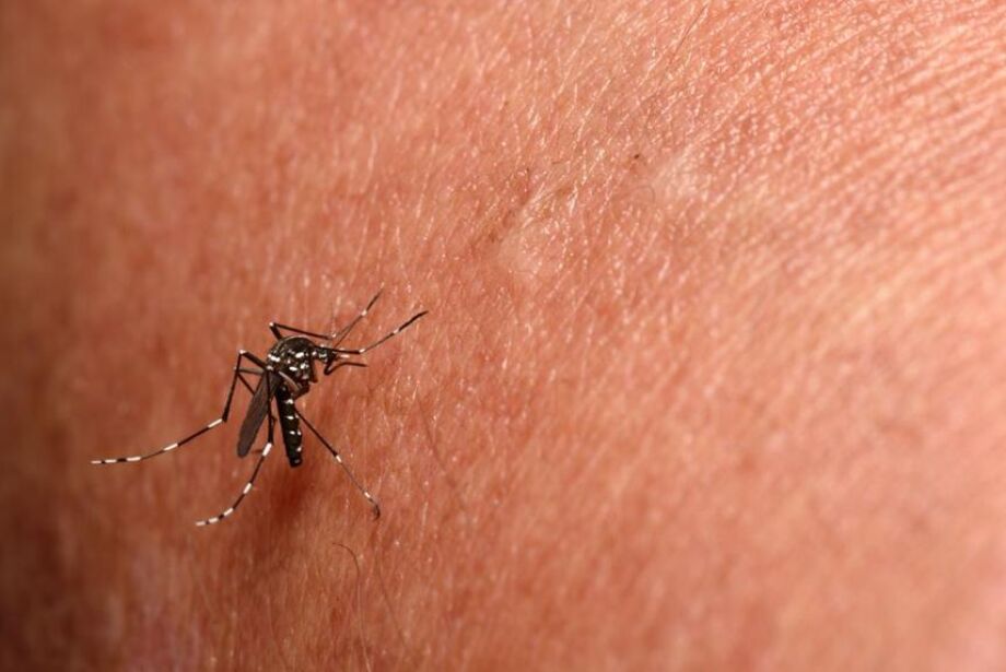 MS atinge segundo maior número de óbitos por chikungunya em série histórica