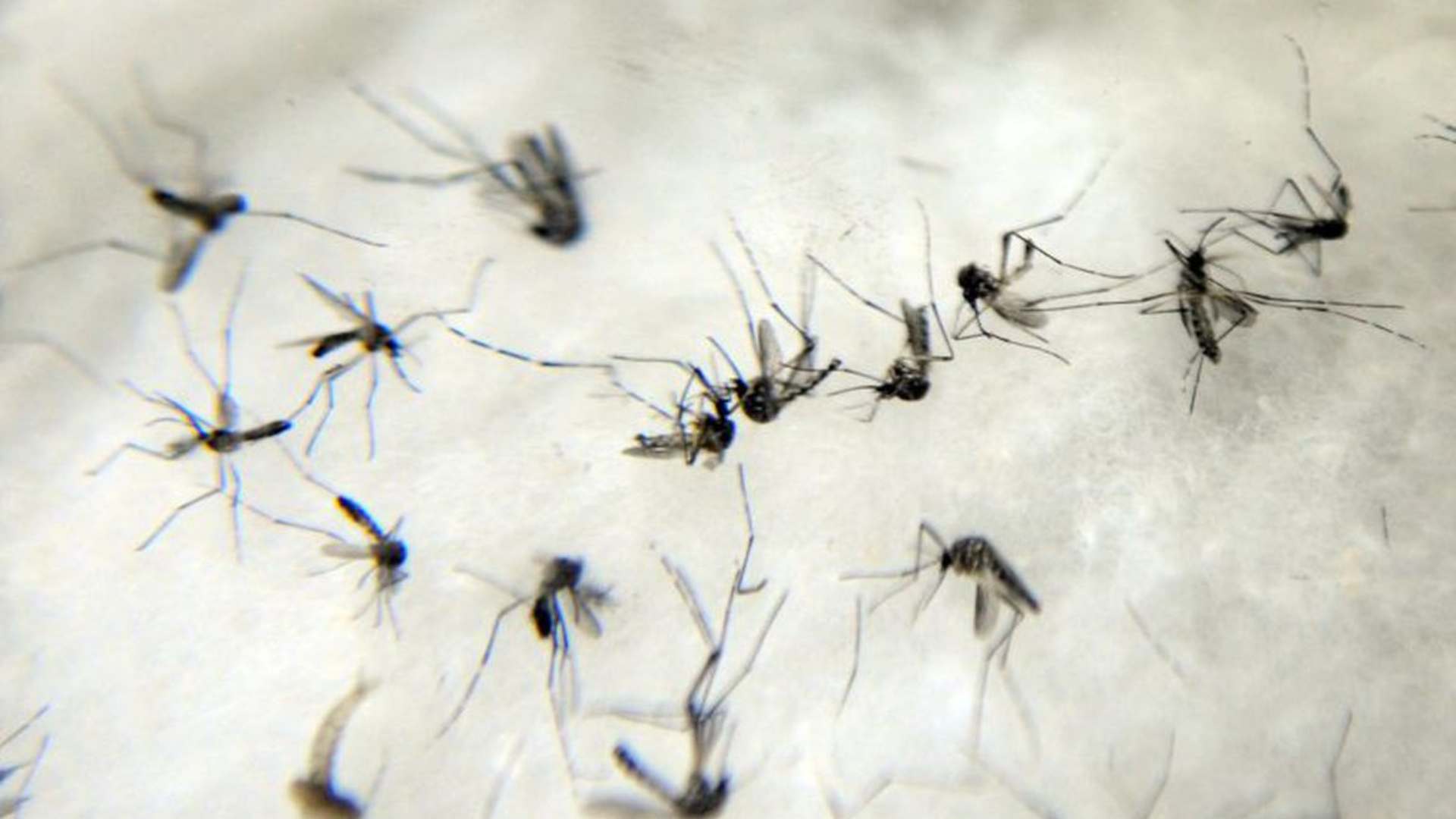 Dourados tem mais 122 casos confirmados de chikungunya e concentra 60% das mortes no Estado