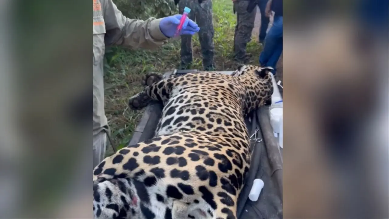 Onça-pintada atropelada na BR-262 pode ‘renascer’ pela ciência com clone