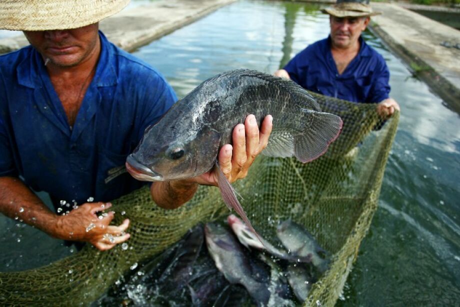 Com EUA como principal importador, MS avança na produção de peixes de cultivo