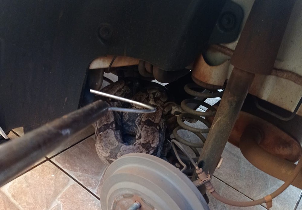 Jiboia é resgatada em garagem de residência em Campo Grande