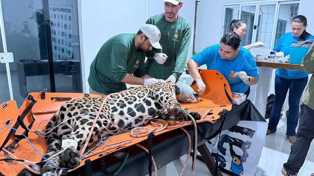 Onça capturada em área urbana de Corumbá é solta na Serra do Amolar