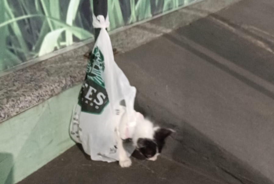 Associação denuncia mulher por abandonar gato em frente a comércio de Coxim; ação foi registrada por câmeras
