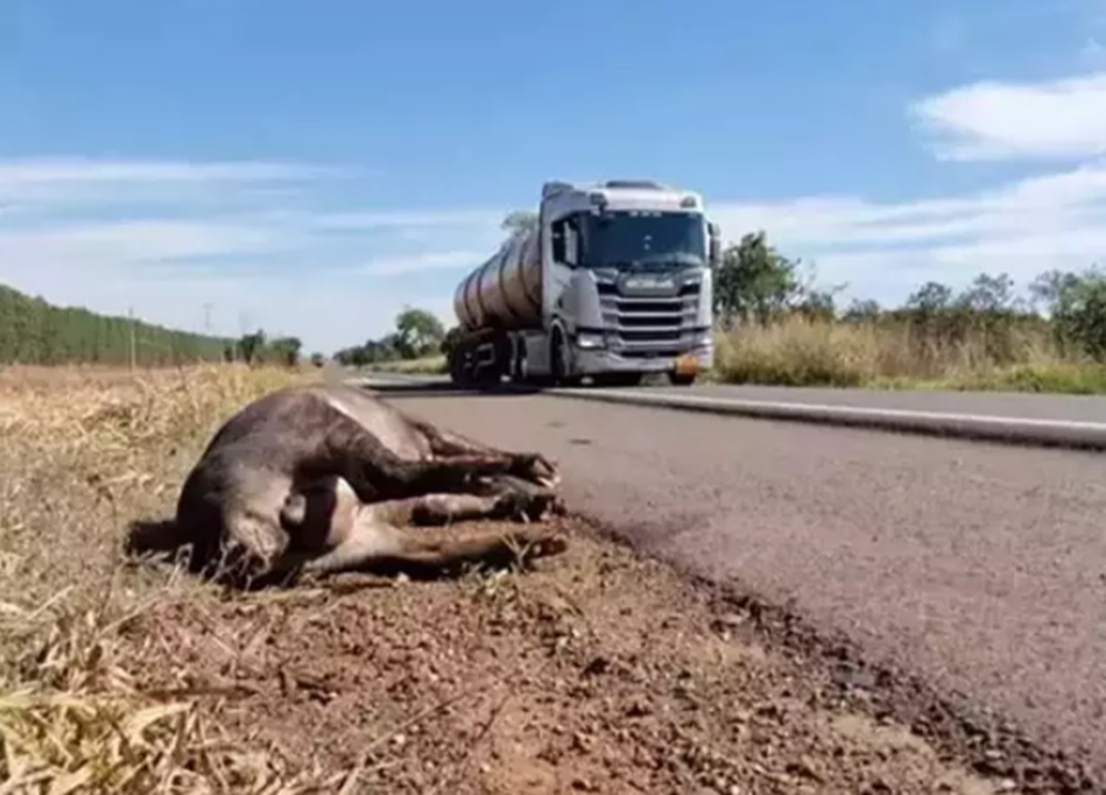 Motociclista que atropelou anta vai ser indenizado em R$ 80 mil pelo DNIT