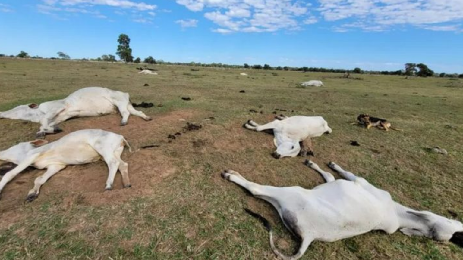Frio intenso provocou morte de 83 bovinos no sul de Mato Grosso do Sul