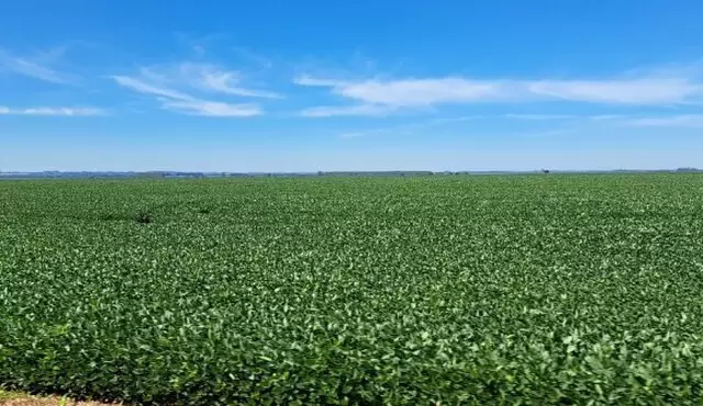 Contratação de crédito agrícola recua 21% em Mato Grosso do Sul