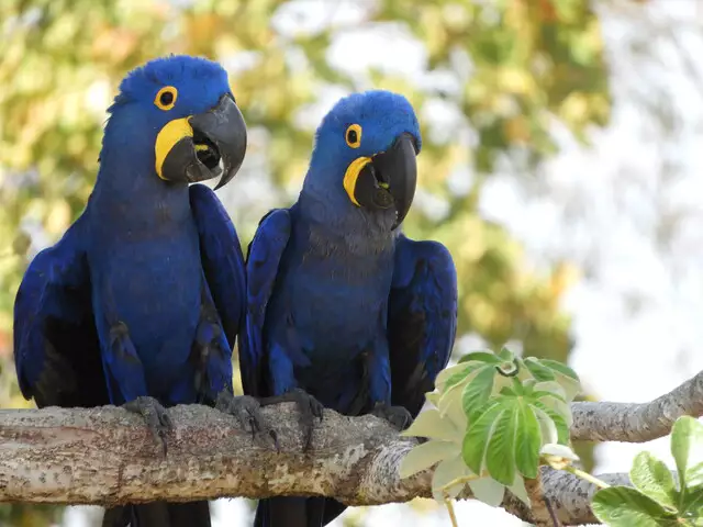 Perda de habitat leva a arara-azul de volta à lista de vulneráveis