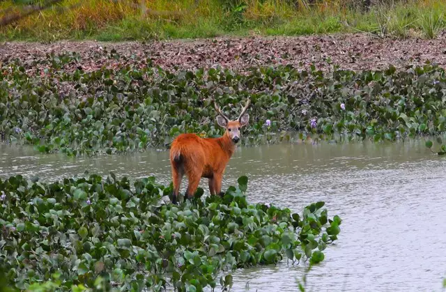 MapBiomas reforça colapso hídrico no Pantanal, com pior cenário em 40 anos